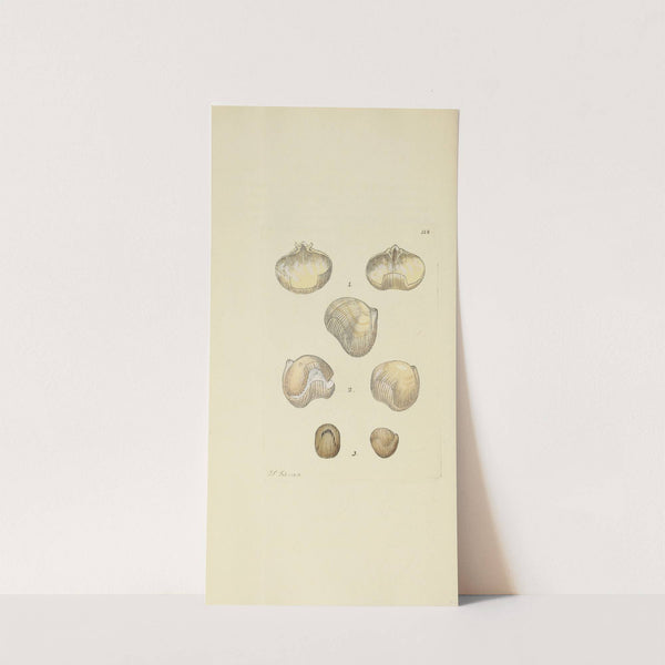 The mineral conchology of Great Britain Pl.117 by James Sowerby