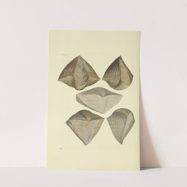 The mineral conchology of Great Britain Pl.118 by James Sowerby