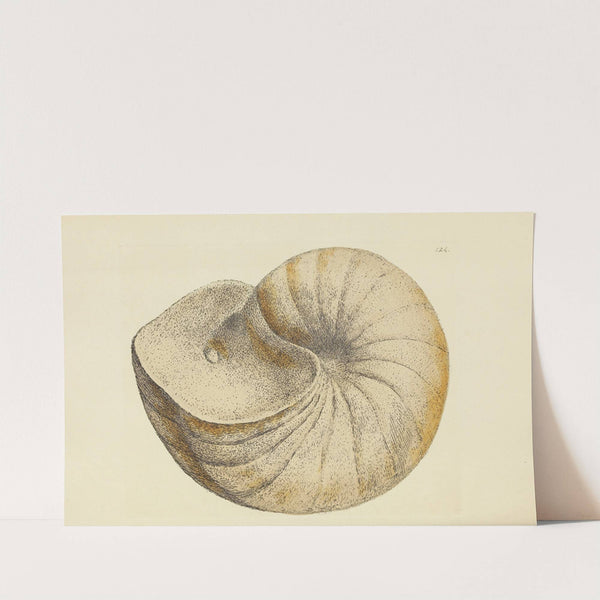 The mineral conchology of Great Britain Pl.121 by James Sowerby