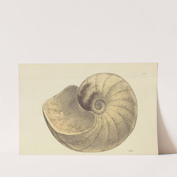 The mineral conchology of Great Britain Pl.122 by James Sowerby