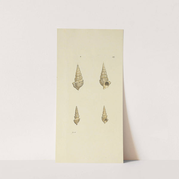 The mineral conchology of Great Britain Pl.123 by James Sowerby