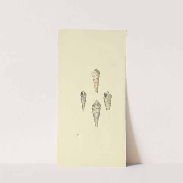 The mineral conchology of Great Britain Pl.124 by James Sowerby