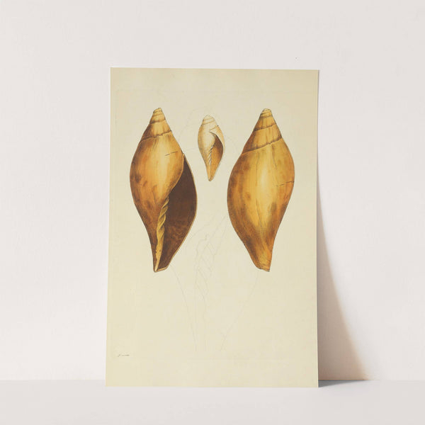 The mineral conchology of Great Britain Pl.125 by James Sowerby