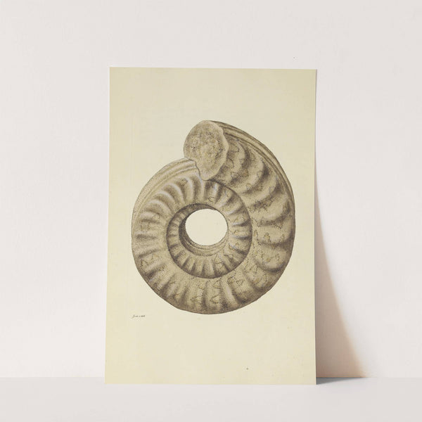 The mineral conchology of Great Britain Pl.126 by James Sowerby