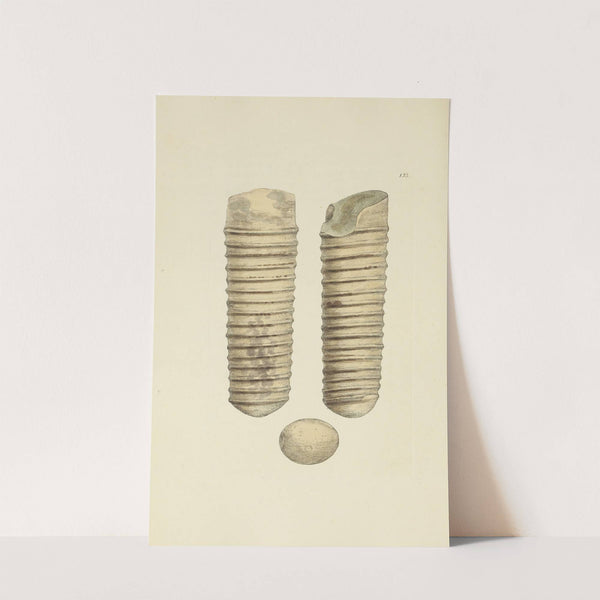 The mineral conchology of Great Britain Pl.129 by James Sowerby