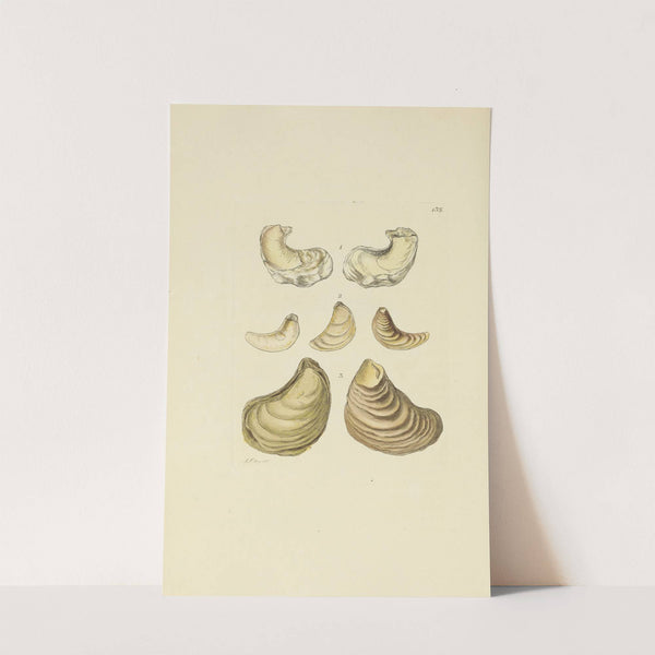 The mineral conchology of Great Britain Pl.131 by James Sowerby