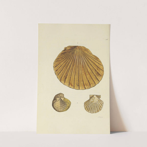 The mineral conchology of Great Britain Pl.132 by James Sowerby