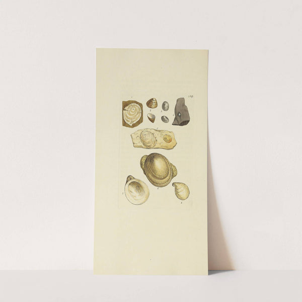 The mineral conchology of Great Britain Pl.135 by James Sowerby