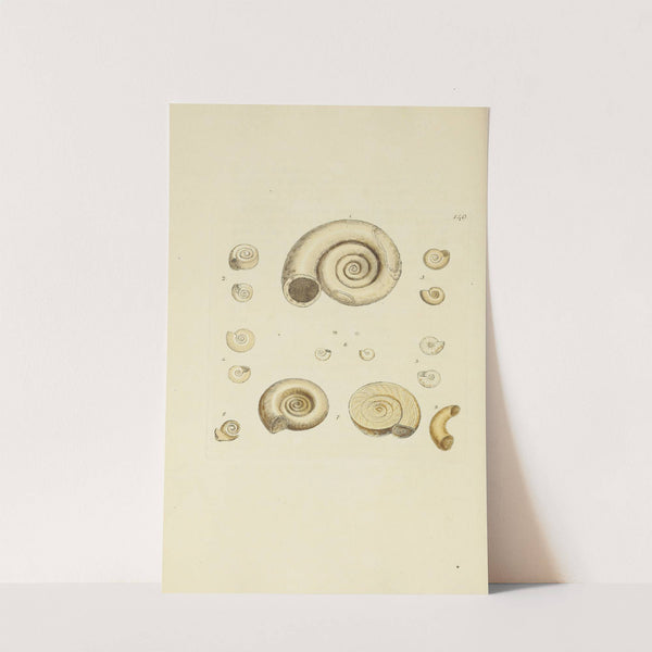 The mineral conchology of Great Britain Pl.136 by James Sowerby