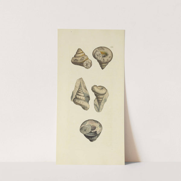 The mineral conchology of Great Britain Pl.137 by James Sowerby