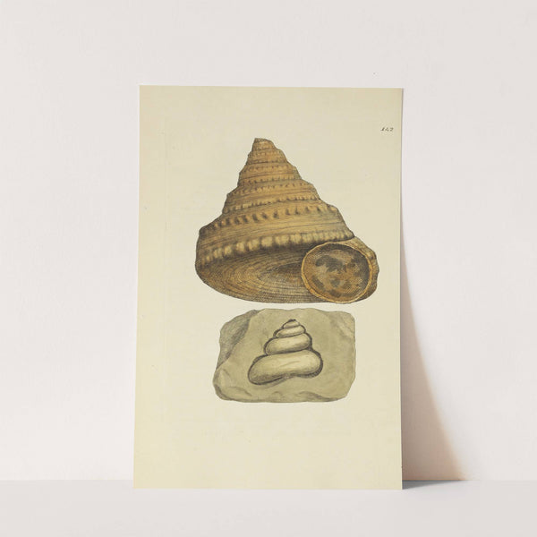 The mineral conchology of Great Britain Pl.138 by James Sowerby