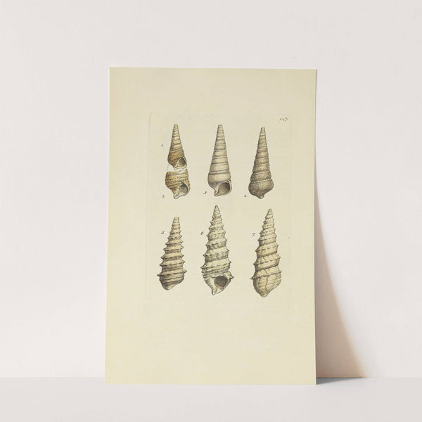 The mineral conchology of Great Britain Pl.143 by James Sowerby