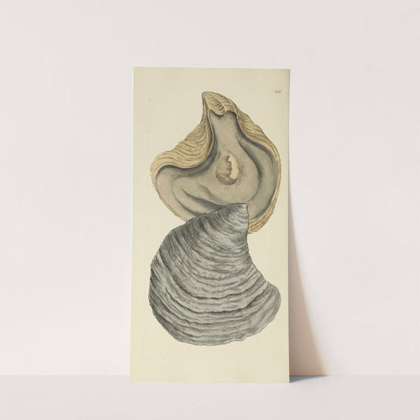 The mineral conchology of Great Britain Pl.144 by James Sowerby