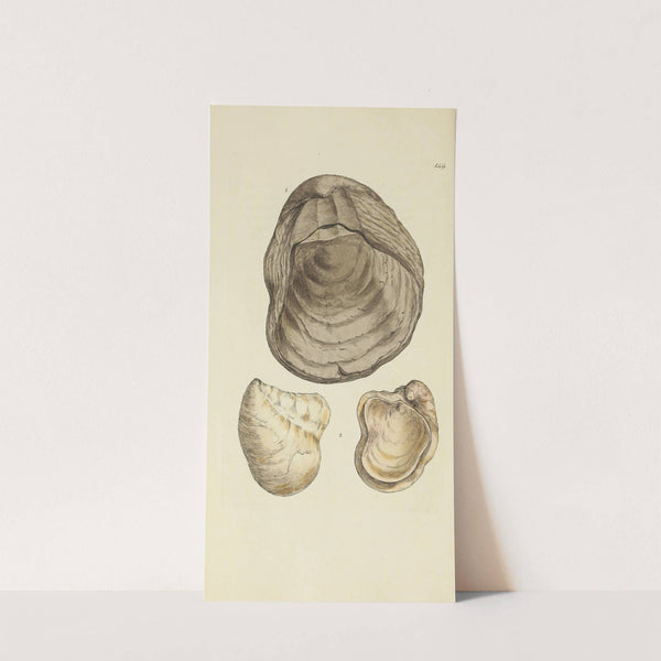 The mineral conchology of Great Britain Pl.145 by James Sowerby