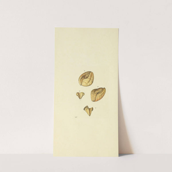 The mineral conchology of Great Britain Pl.146 by James Sowerby