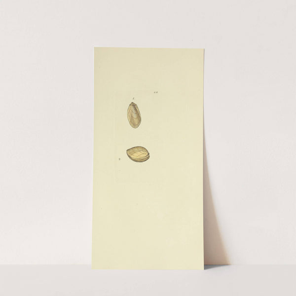 The mineral conchology of Great Britain Pl.148 by James Sowerby