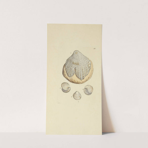 The mineral conchology of Great Britain Pl.152 by James Sowerby