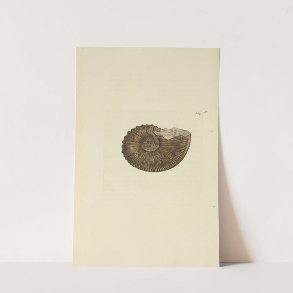 The mineral conchology of Great Britain Pl.153 by James Sowerby