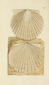 The mineral conchology of Great Britain Pl.154