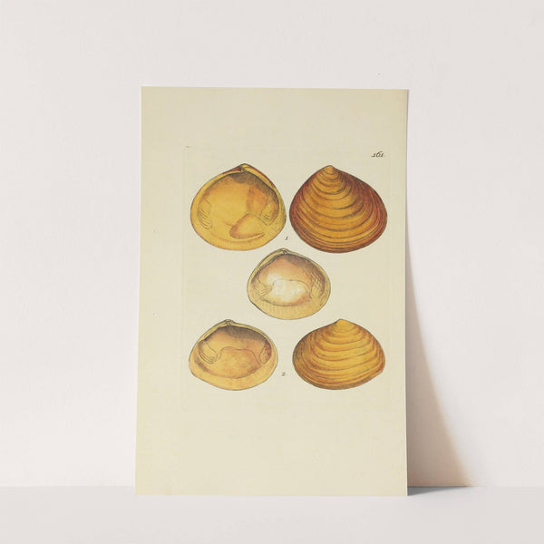 The mineral conchology of Great Britain Pl.156 by James Sowerby