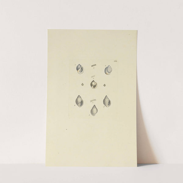 The mineral conchology of Great Britain Pl.158 by James Sowerby