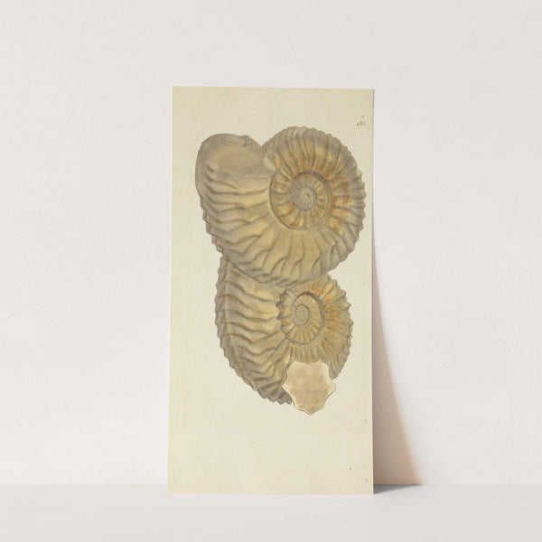 The mineral conchology of Great Britain Pl.160 by James Sowerby