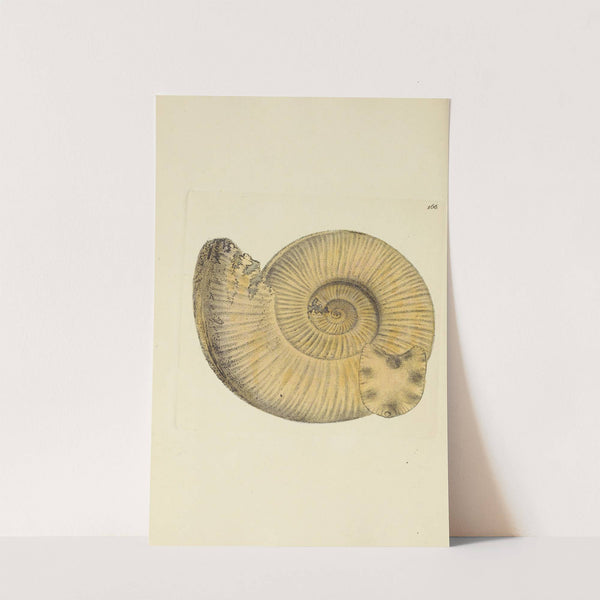 The mineral conchology of Great Britain Pl.161 by James Sowerby