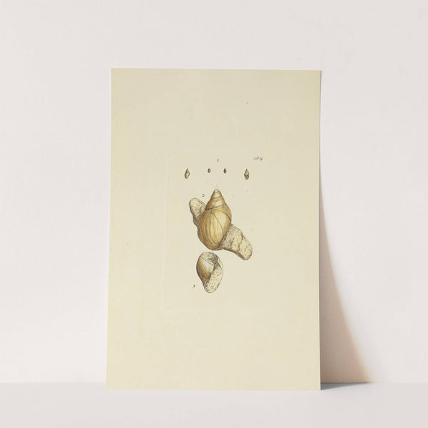 The mineral conchology of Great Britain Pl.164 by James Sowerby