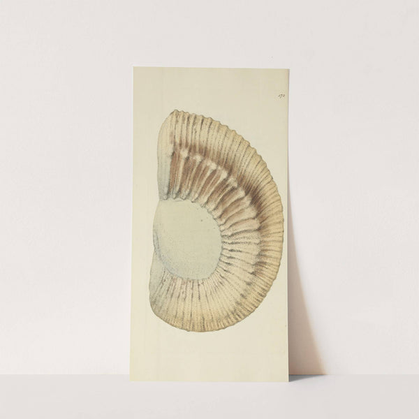 The mineral conchology of Great Britain Pl.167 by James Sowerby