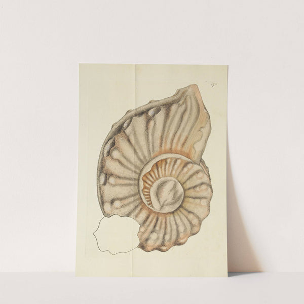 The mineral conchology of Great Britain Pl.168 by James Sowerby