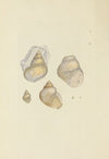 The mineral conchology of Great Britain Pl.170