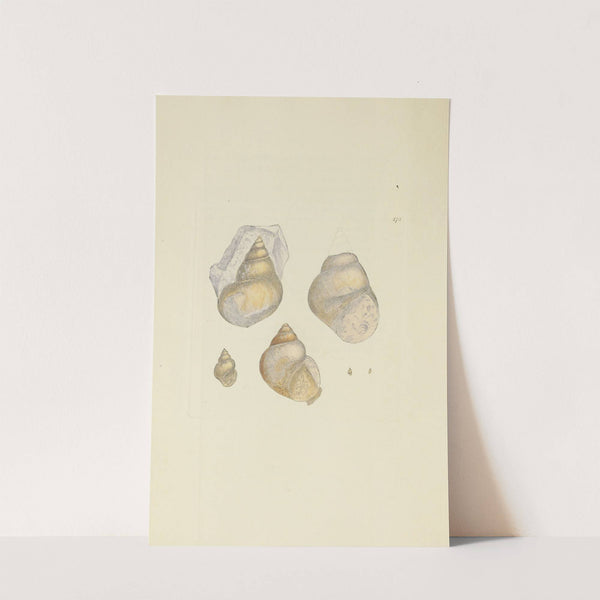 The mineral conchology of Great Britain Pl.170 by James Sowerby