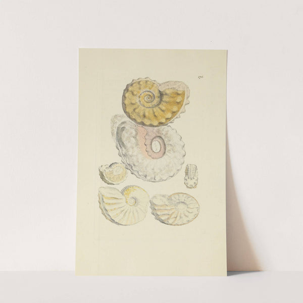 The mineral conchology of Great Britain Pl.171 by James Sowerby