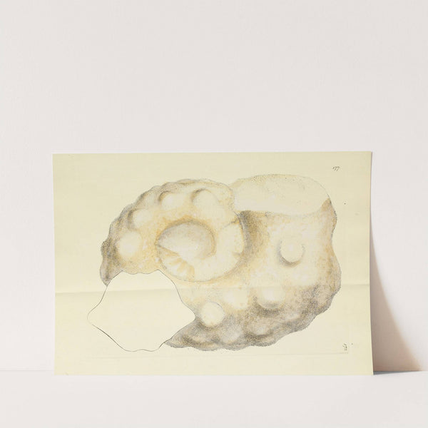 The mineral conchology of Great Britain Pl.172 by James Sowerby