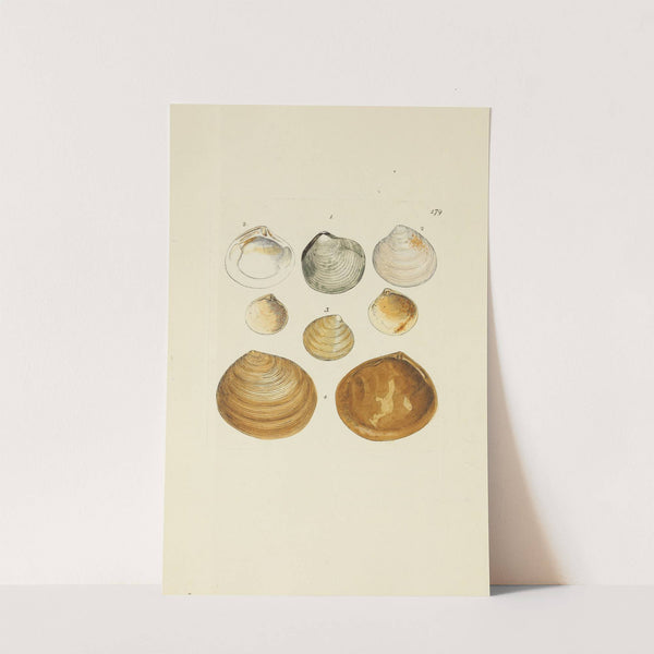 The mineral conchology of Great Britain Pl.174 (1812) by James Sowerby