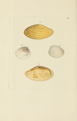 The mineral conchology of Great Britain Pl.175