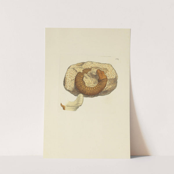 The mineral conchology of Great Britain Pl.179 (1812) by James Sowerby