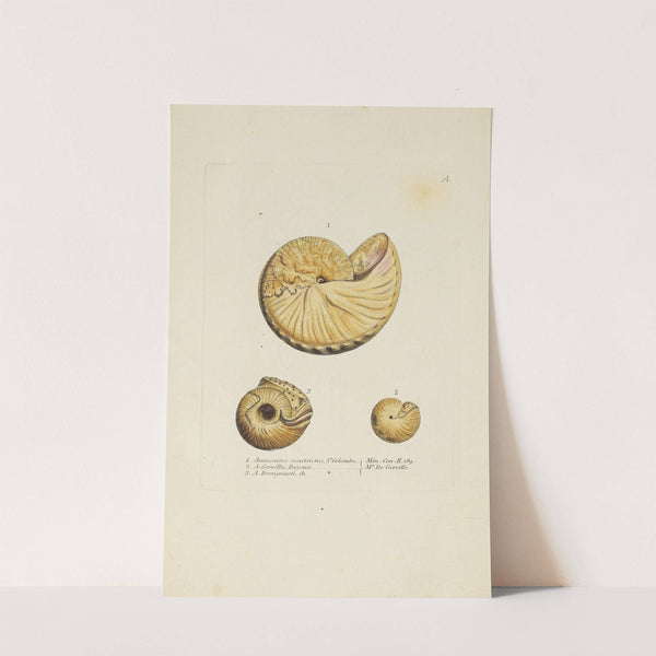 The mineral conchology of Great Britain Pl.180 (1812) by James Sowerby