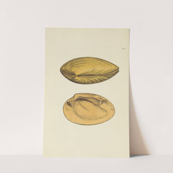 The mineral conchology of Great Britain Pl.181 (1812) by James Sowerby