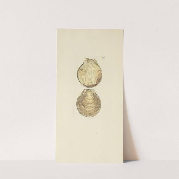 The mineral conchology of Great Britain Pl.182 (1812) by James Sowerby