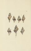 The mineral conchology of Great Britain Pl.183