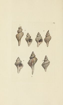 The mineral conchology of Great Britain Pl.183