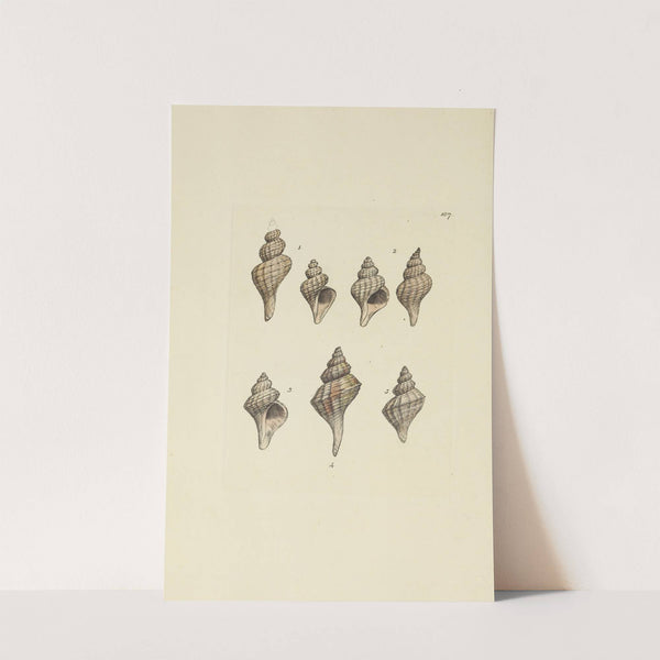 The mineral conchology of Great Britain Pl.183 (1812) by James Sowerby