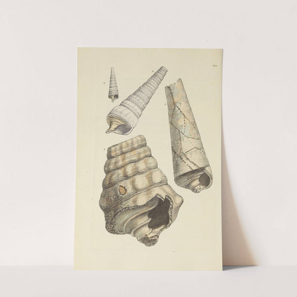 The mineral conchology of Great Britain Pl.184 (1812) by James Sowerby