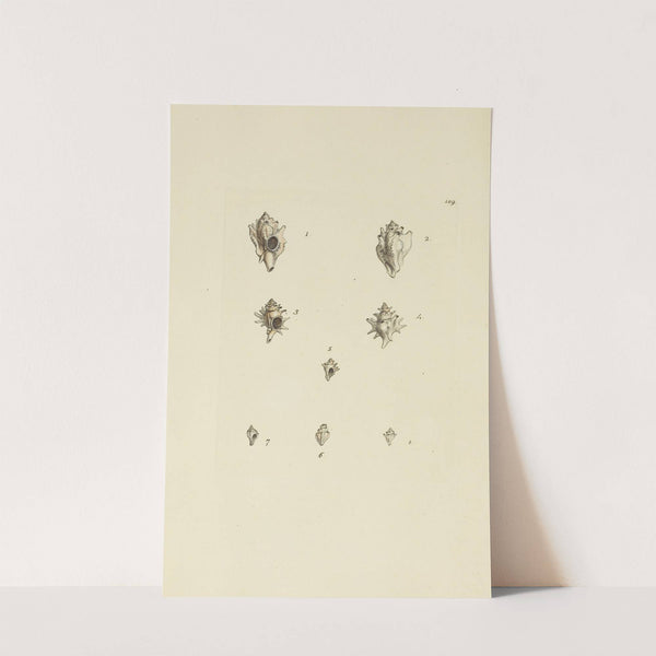 The mineral conchology of Great Britain Pl.185 (1812) by James Sowerby