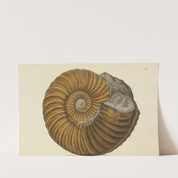 The mineral conchology of Great Britain Pl.186 (1812) by James Sowerby