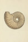 The mineral conchology of Great Britain Pl.187