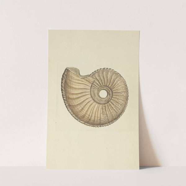 The mineral conchology of Great Britain Pl.187 (1812) by James Sowerby