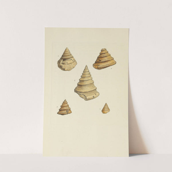 The mineral conchology of Great Britain Pl.189 (1812) by James Sowerby