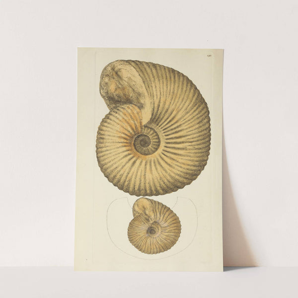 The mineral conchology of Great Britain Pl.191 (1812) by James Sowerby